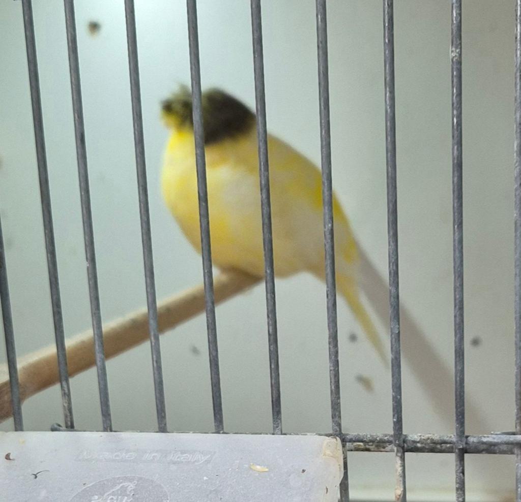 Gloster te koop, Meerdere dieren, Postuurkanarie