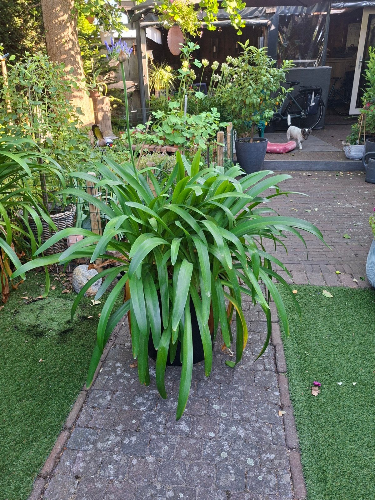 Twee grote afrikaanse lelies te koop, Volle zon, Vaste plant, Zomer, Ophalen