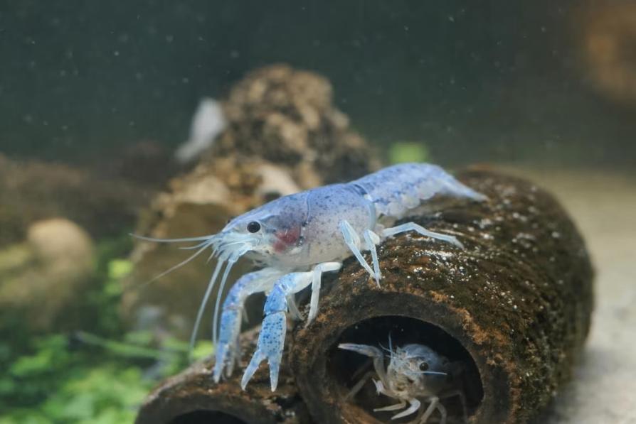 Blauwe Kreeften (Procambarus alleni) – Mooie kleur – Gezond!, Dieren en Toebehoren, Vissen | Aquariumvissen, Kreeft, Krab of Garnaal