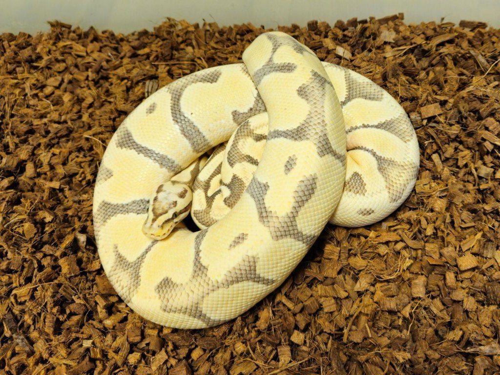 LAST MINUTE HOUTEN DEALS - Diverse koningspythons Ball Python photo 12