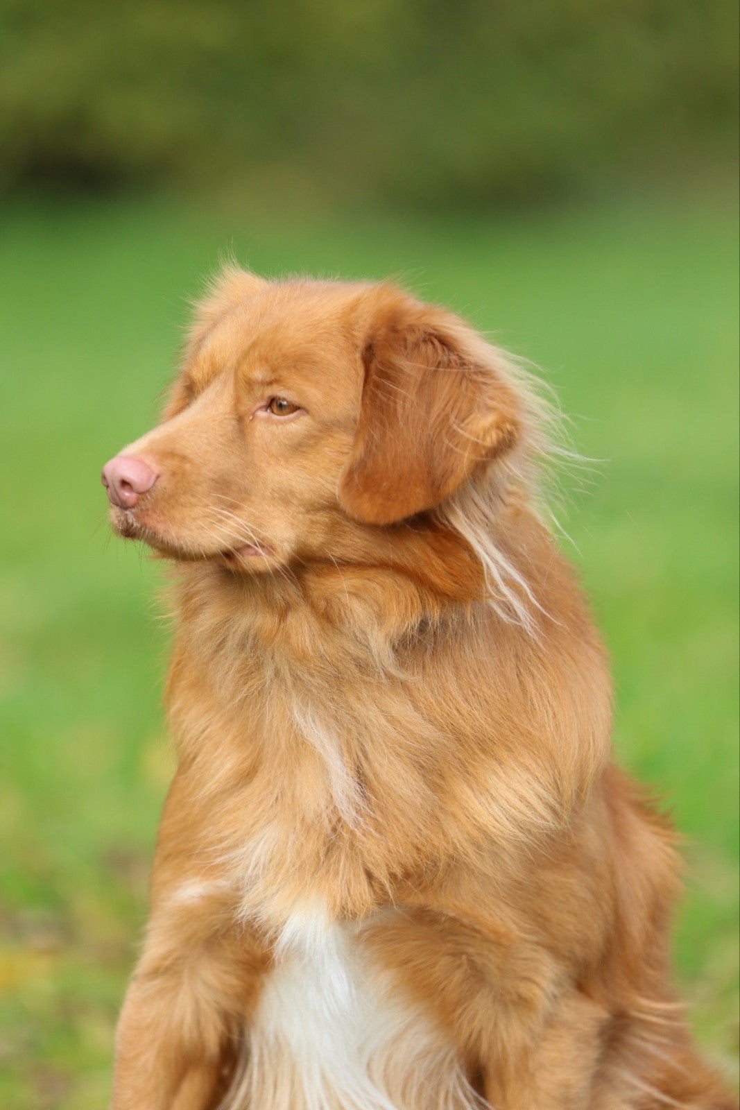 Super gesocialiseerd Toller reutje, Dieren en Toebehoren, Parvo, 8 tot 15 weken, Eén hond, Nederland