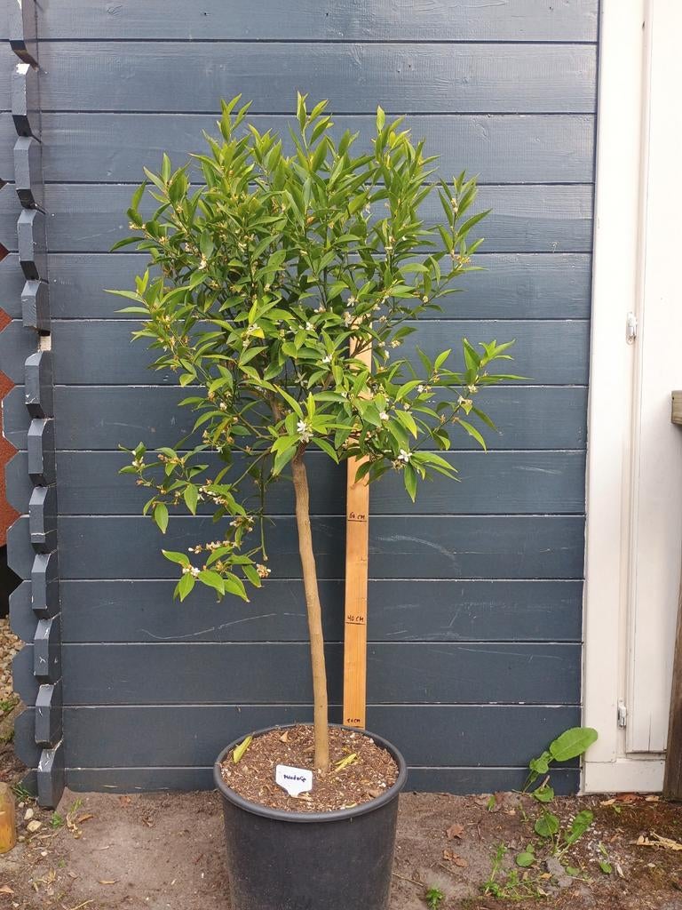 Mandarijnboom (Citrus mandarino) - Bloeiend met vruchtjes, Ophalen, Lente, Overige soorten, Volle zon