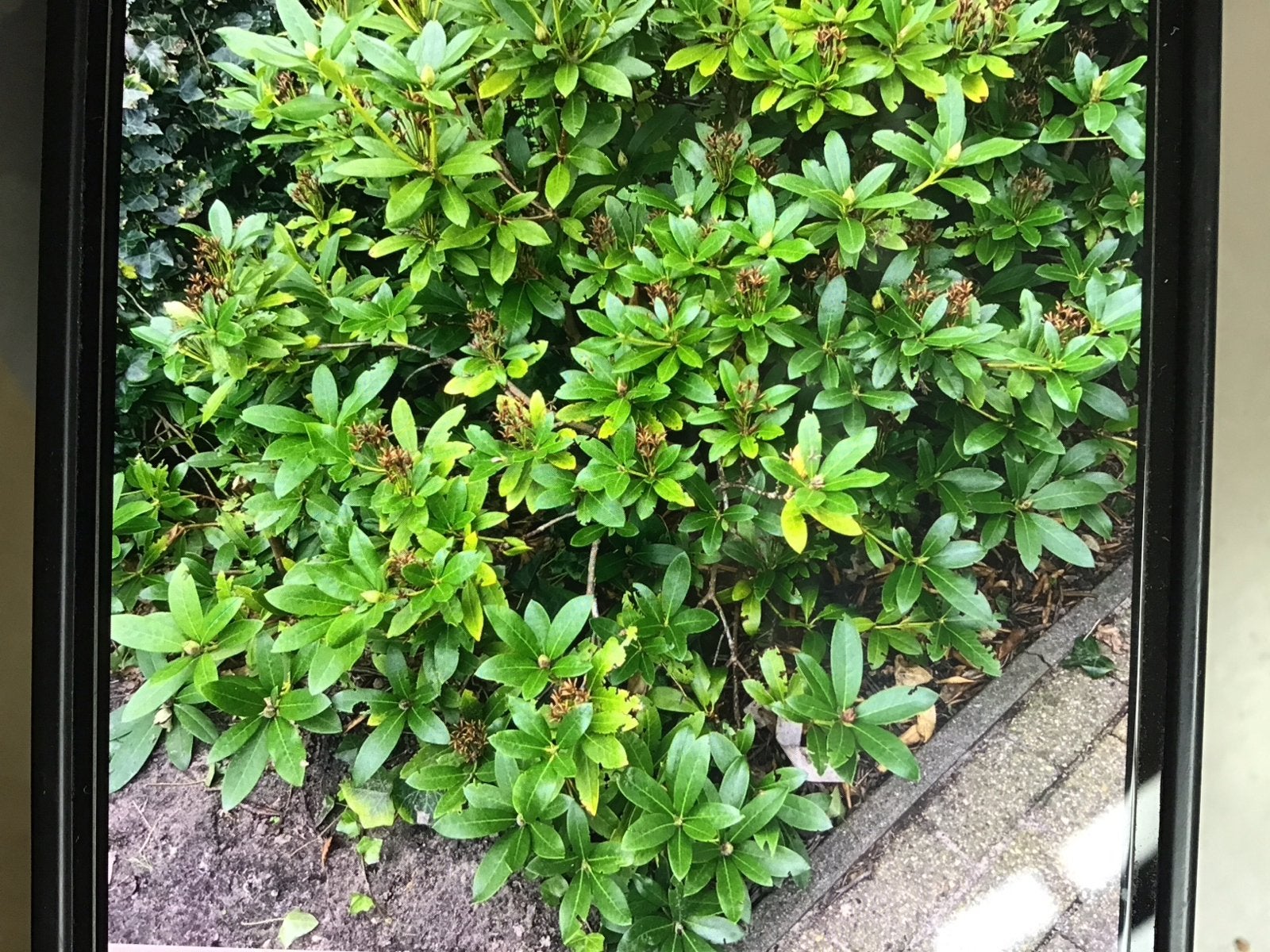 Rhododendron struik, Tuin en Terras, Ophalen, Vaste plant, Overige soorten, Halfschaduw