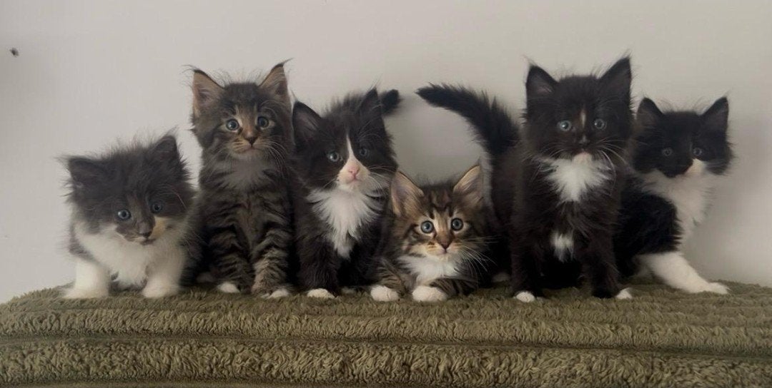 Noorse Boskat kittens met Stamboom, Meerdere dieren, Met stamboom, 0 tot 2 jaar