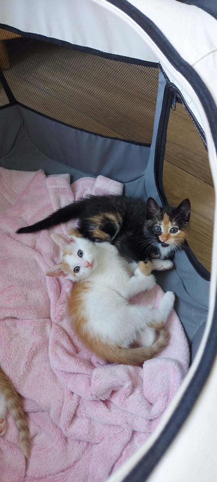 Kittens, Dieren en Toebehoren, Katten en Kittens | Overige Katten, Kortharig, Meerdere dieren, 0 tot 2 jaar