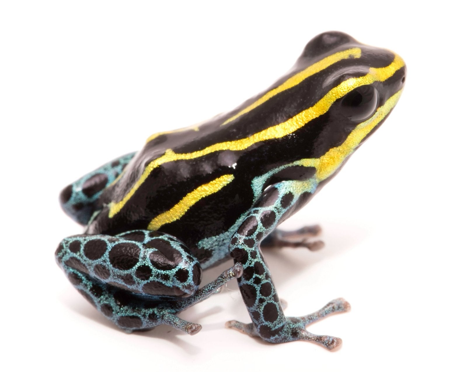 Ranitomeya variabillis french guyana 1.0, Dieren en Toebehoren, Amfibie, Met terrarium, 0 tot 2 jaar