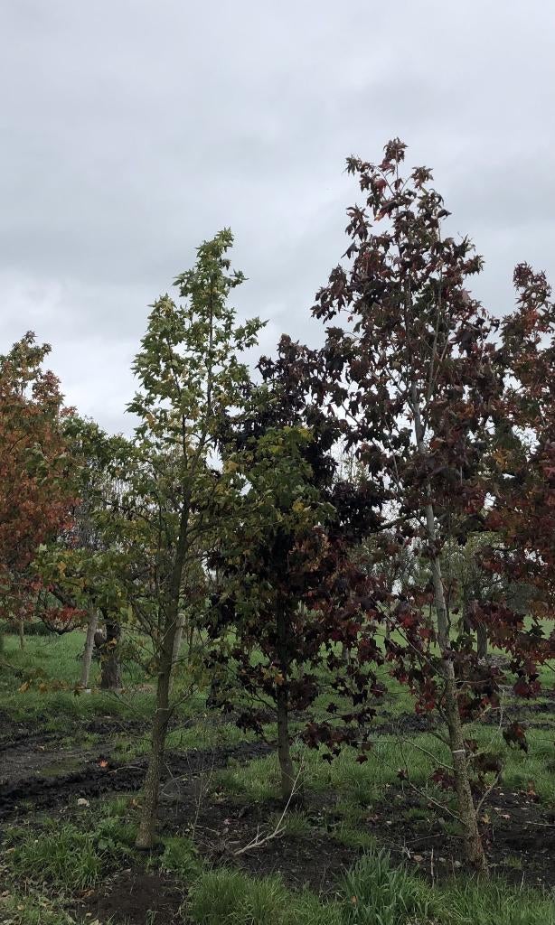 Kleurijke amberbomen, Tuin en Terras, Planten | Bomen, Bloeit niet, 100 tot 250 cm, Zuilboom, Ophalen