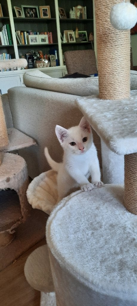 Kitten, Kater, Ontwormd, 0 tot 2 jaar