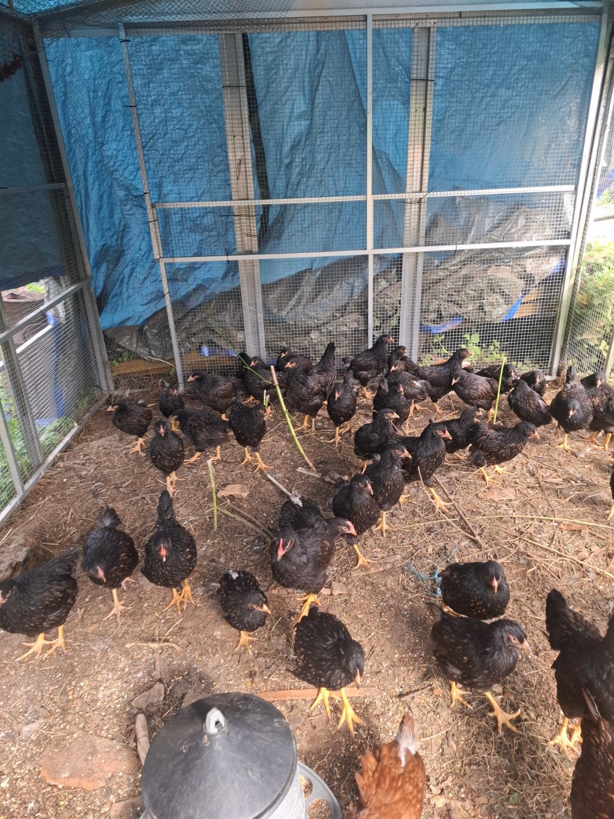 Barnevelder kippen, Dieren en Toebehoren, Vrouwelijk, Kip