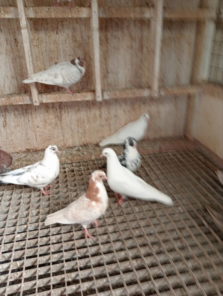 Kumrus/Fluitduiven!, Meerdere dieren, Postduif