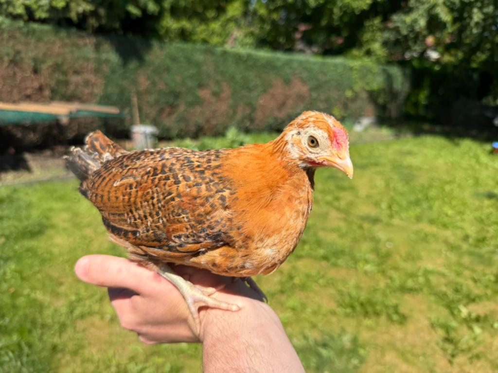 Assendelfter hoen haan goudpel, Dieren en Toebehoren, Pluimvee, Mannelijk, Kip