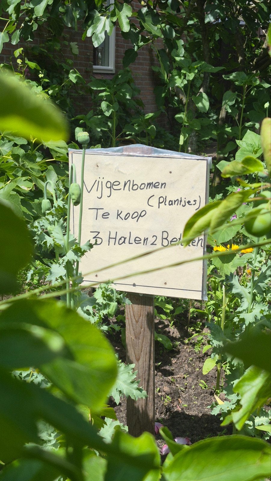 Vijgenboom vijgenboompjes vanaf 5 euro p.s., Ophalen