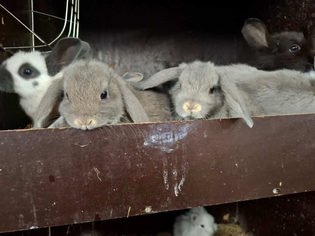 Mooie jonge konijntjes in verschillende kleuren, Meerdere dieren, Dwerg
