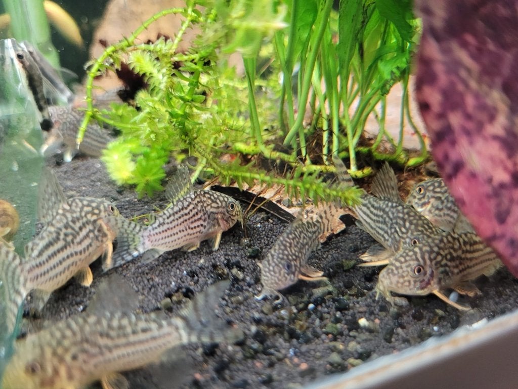 Hobbyaquarium Corydoras Sterbay 19/20 augustus aanbieding, Dieren en Toebehoren, Vissen | Aquariumvissen, Vis, Zoetwatervis, Schoolvis