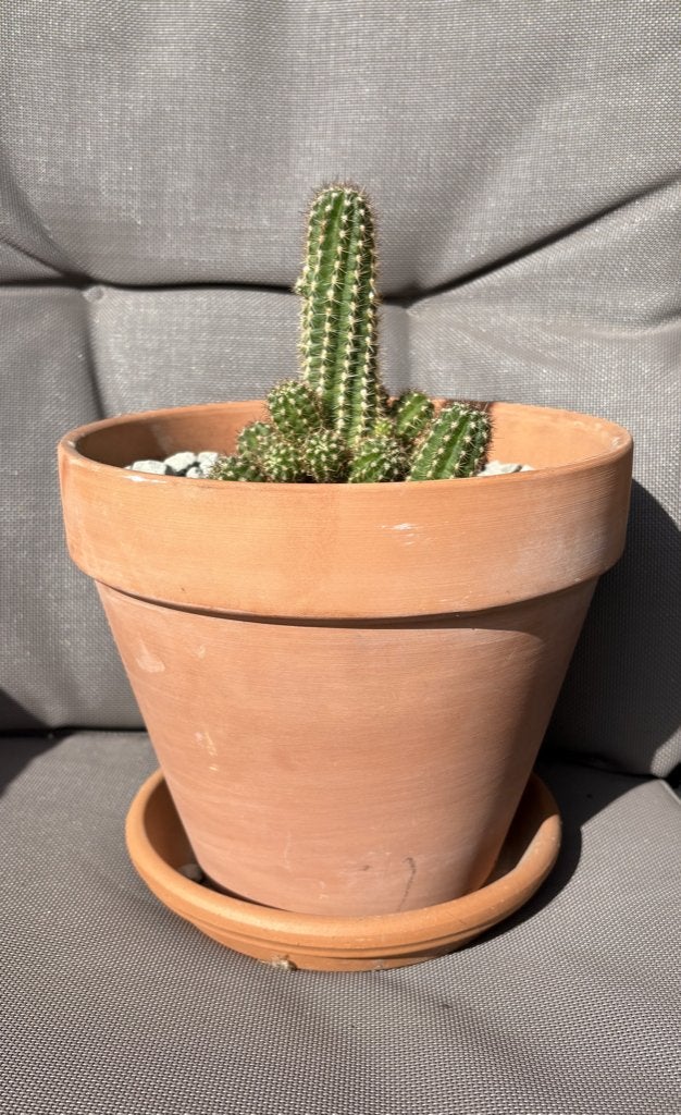 Prachtige Echinopsis chamaecereus in terracotta pot, Tuin en Terras, Ophalen, Rond, Binnen, Aardewerk
