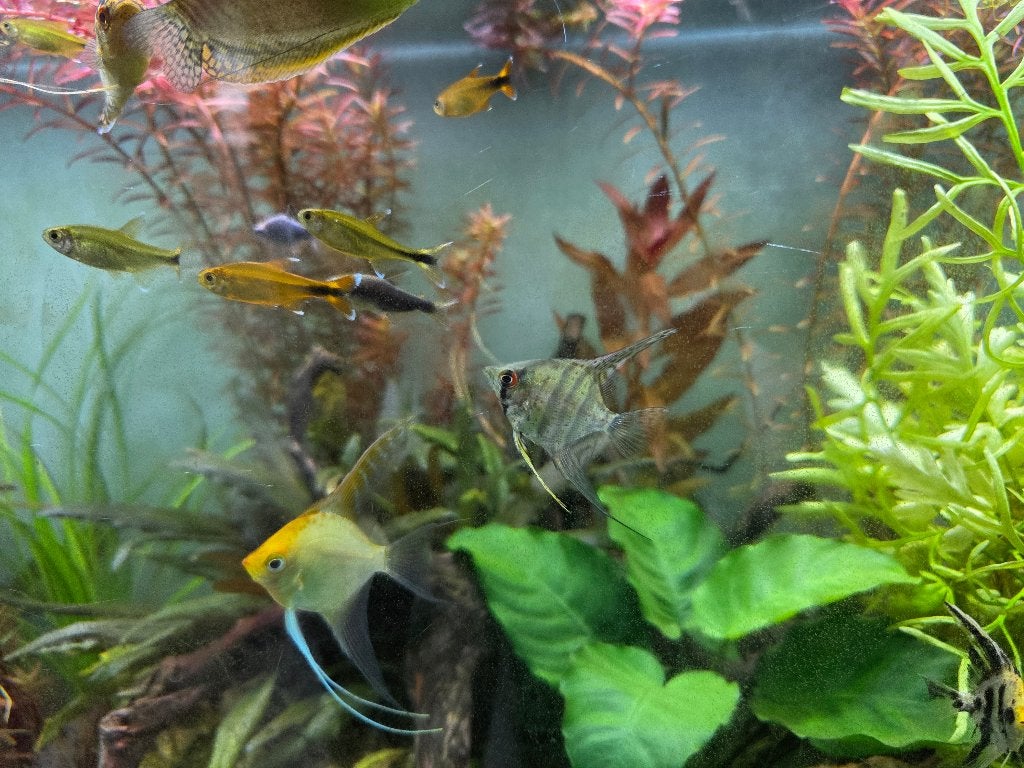 Vissen, Dieren en Toebehoren, Vis, Zoetwatervis
