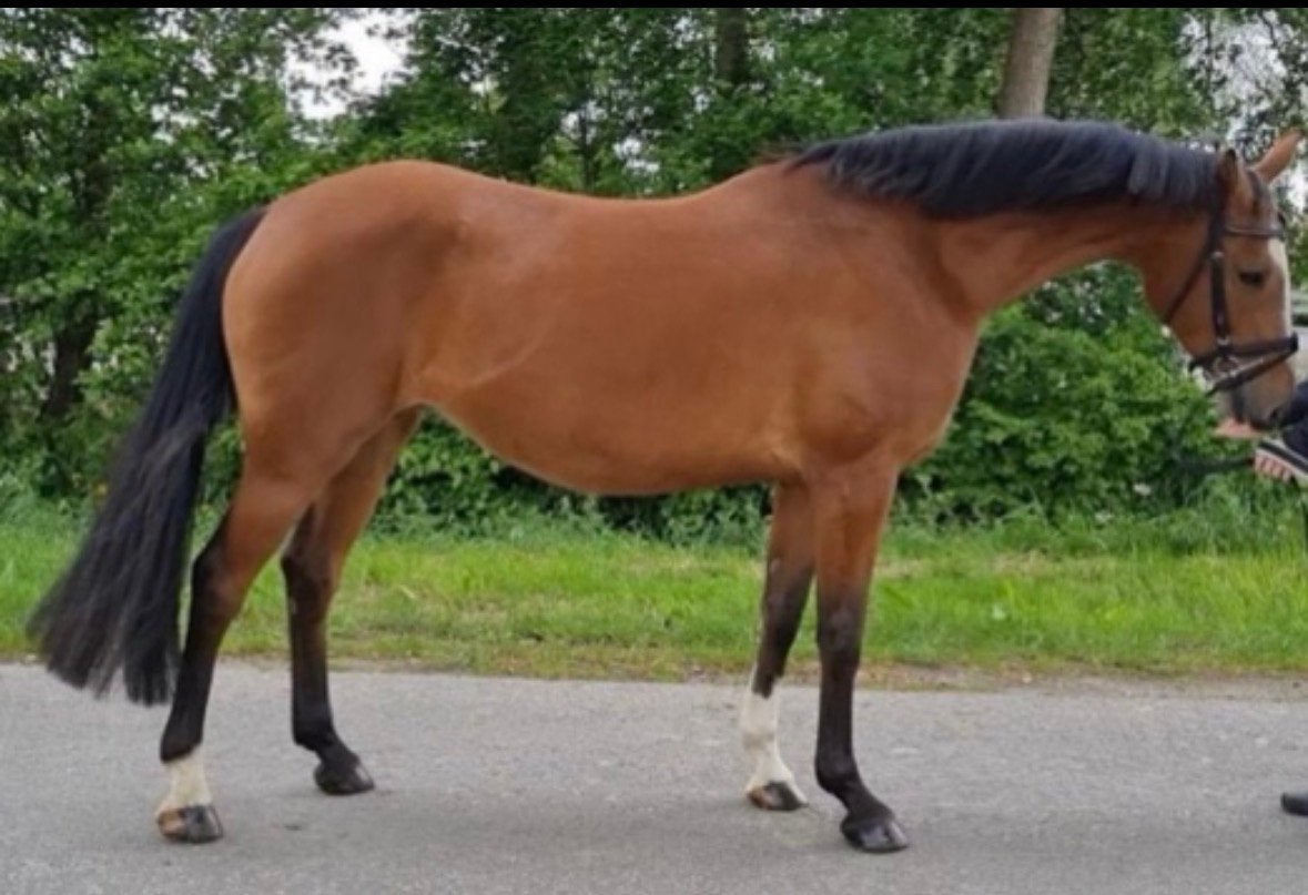 12 jarige KWPN Merrie, evt met veulen., Dieren en Toebehoren, Paarden, Merrie, Springpaard, Met stamboom, 160 tot 165 cm