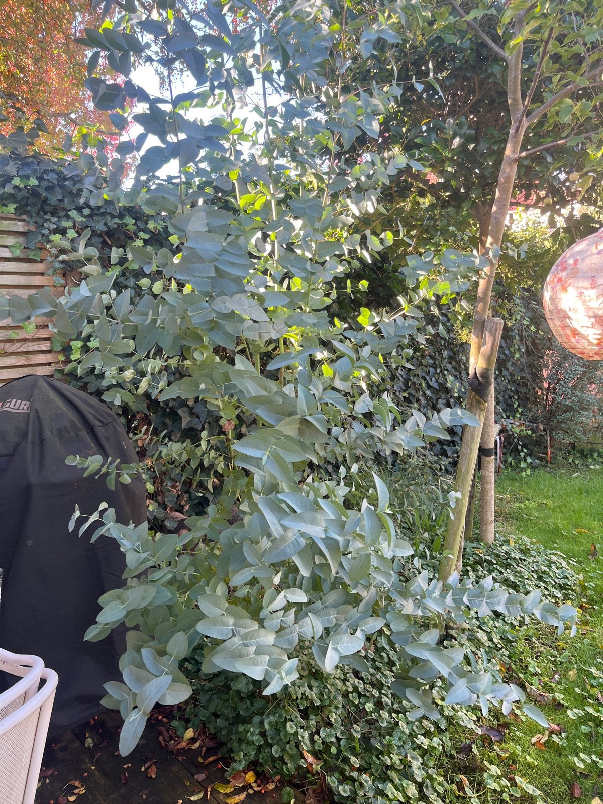 Eucalyptus plant - Prachtige en geurige aanvulling, Volle zon, Vaste plant, Bloeit niet, Ophalen