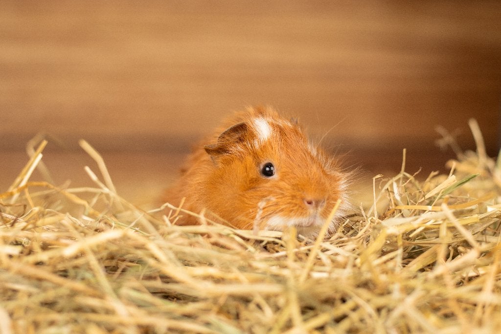 Cavia beren | Verschillende kleurslagen | Jonge cavia's, Dieren en Toebehoren, Cavia, April, Mannelijk, Tam