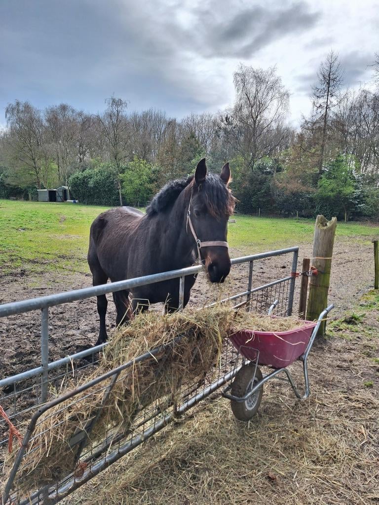 Fries x kruising kwpn Merrie, Dieren en Toebehoren, Paarden, Merrie, Recreatiepaard