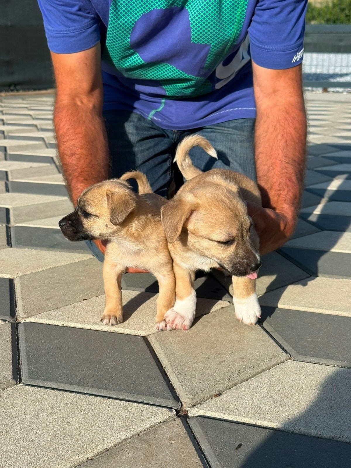 Joy mix Kleinblijvende-puppy reu, Dieren en Toebehoren, Honden | Niet-rashonden, Particulier, Reu, 8 tot 15 weken, Buitenland