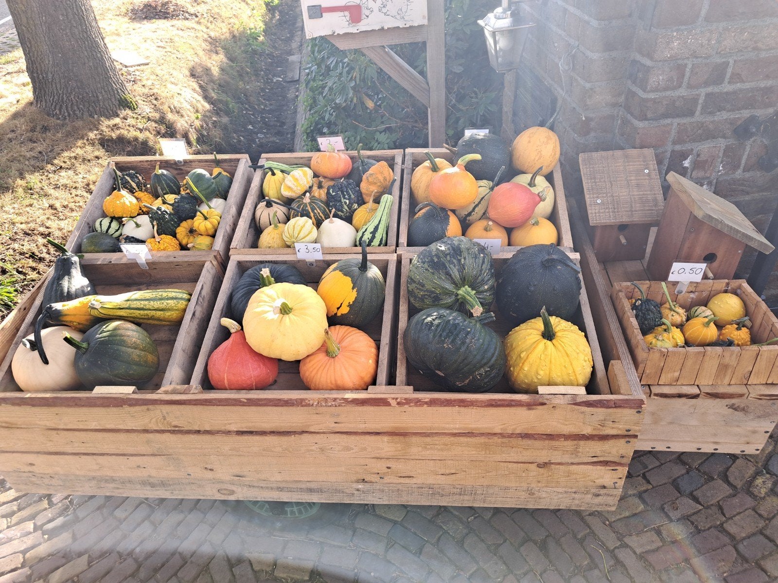 kalebassen en pompoenen tekoop, Tuin en Terras, Overige Tuin en Terras, Ophalen, Nieuw