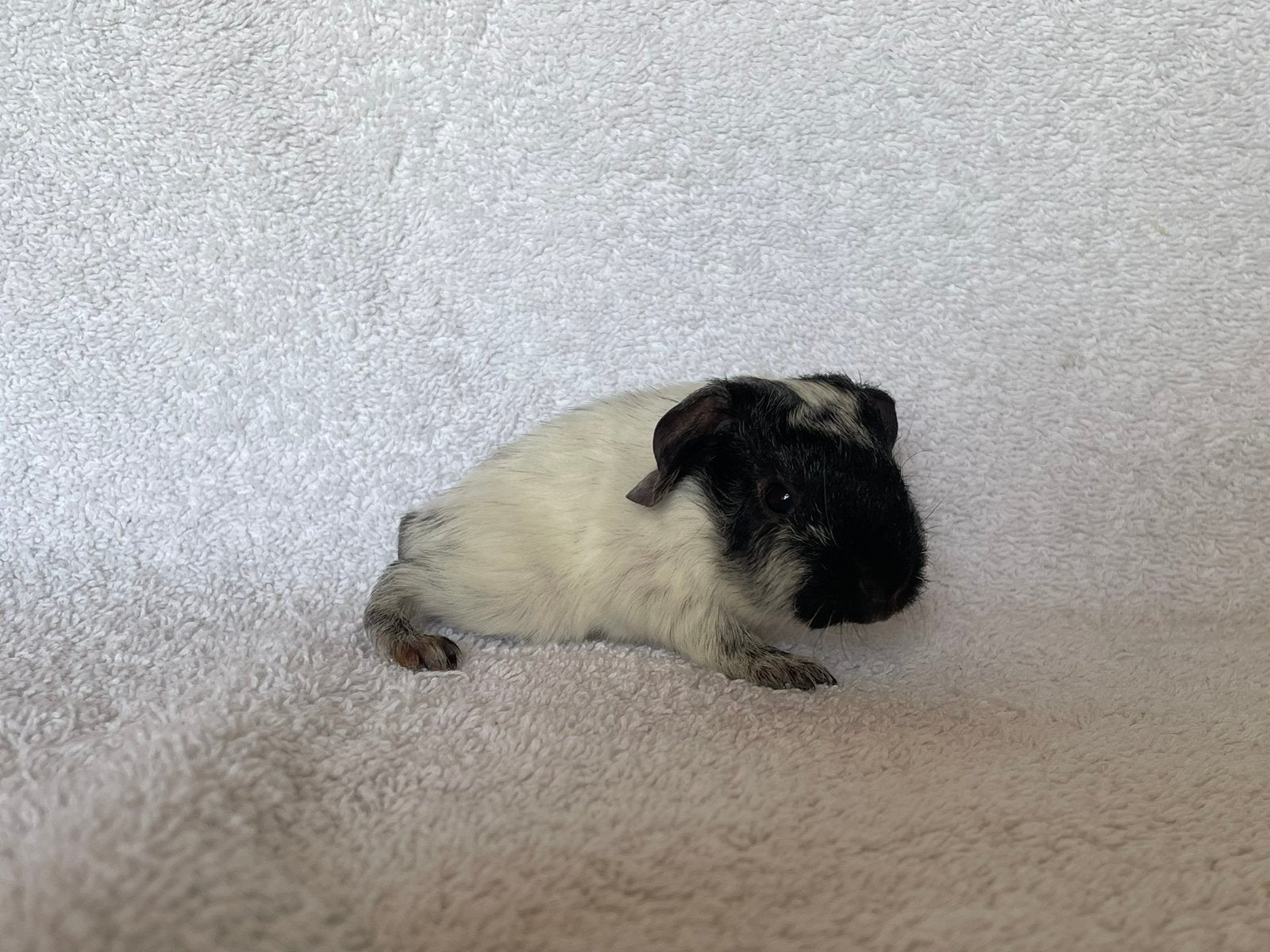 Zwart dalmatiner gladhaar cavia beertje, Dieren en Toebehoren, Knaagdieren, Mannelijk, Cavia, Mei