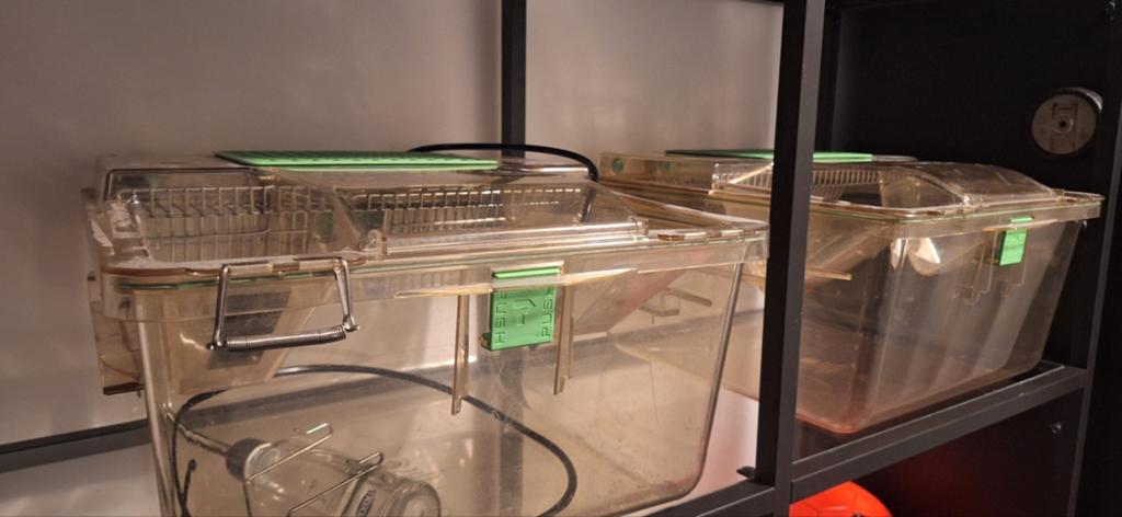 2 x lab bak voor muizen te kweken, Ophalen, Overige typen