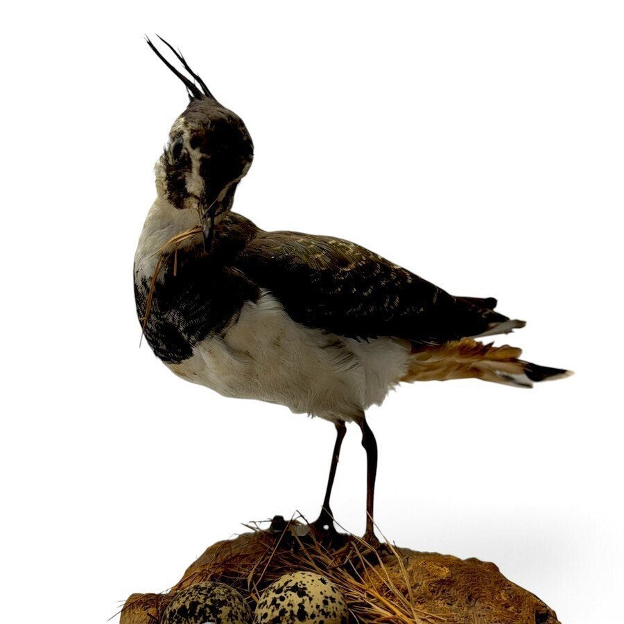 Opgezette kievit, Verzamelen, Ophalen of Verzenden, Gebruikt, Vogel, Opgezet dier