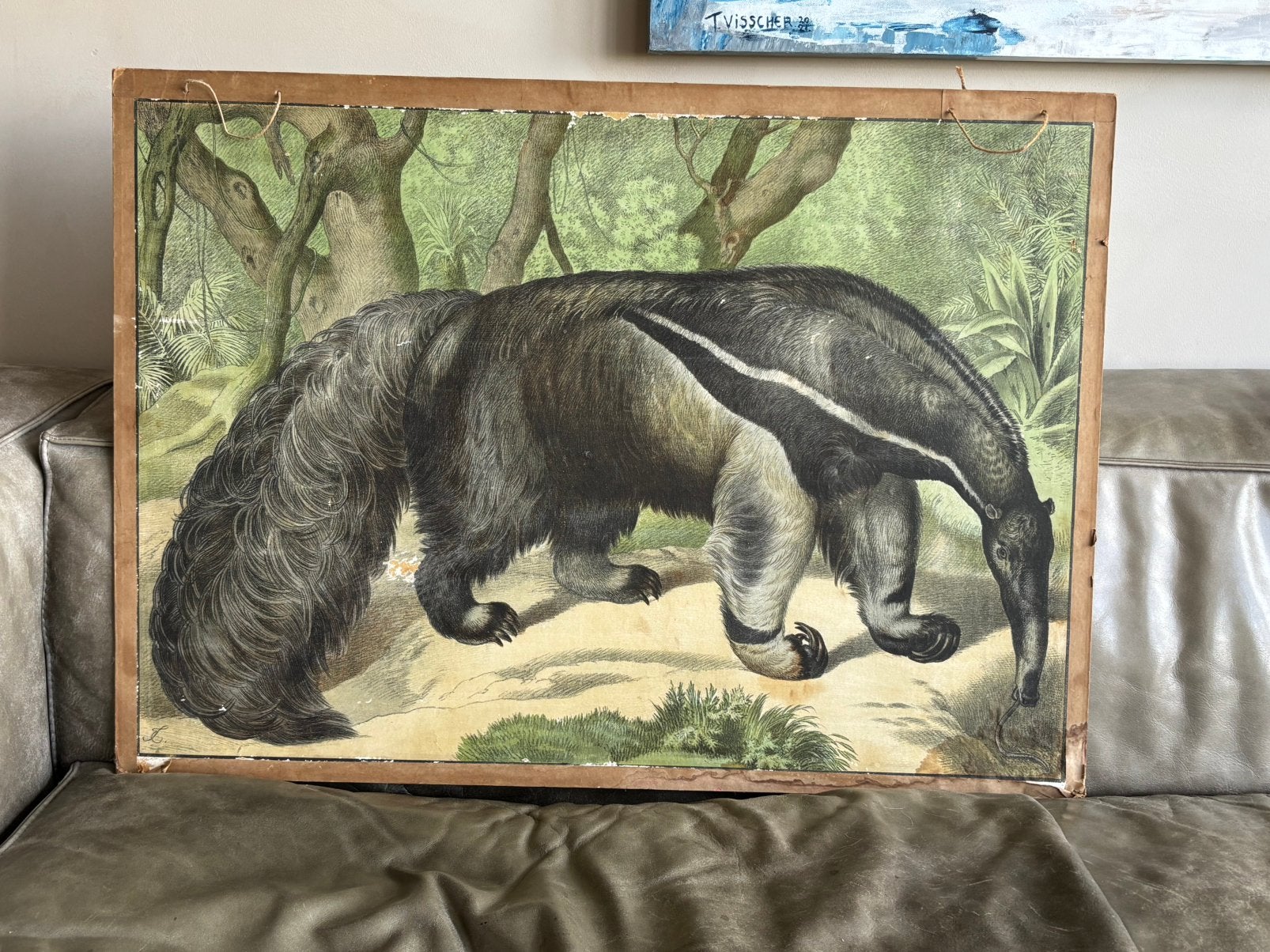 Unieke grote antieke schoolplaat op karton Miereneter, Ophalen, Natuur en Biologie