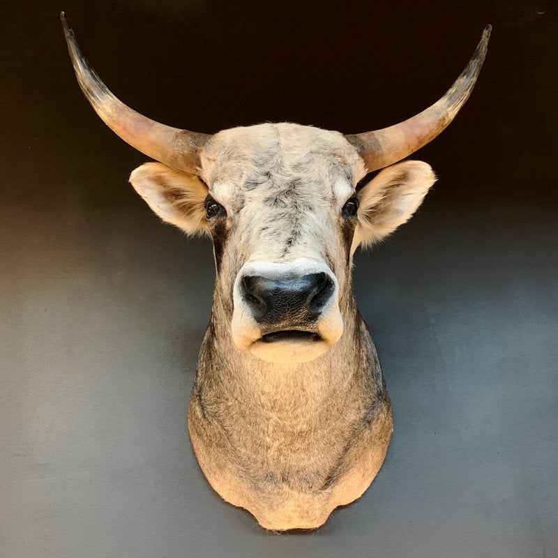 Gezocht Taxidermie kop Steppenrund of koe oid, Ophalen, Gebruikt, Opgezet dier