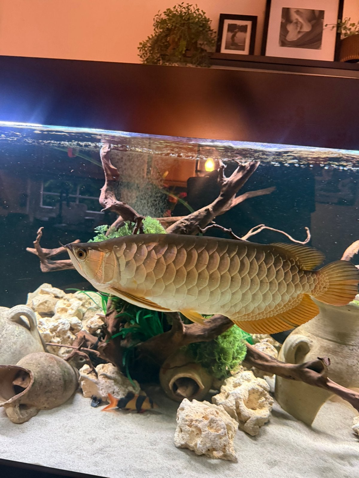 Aziatische arowana golden highback, Dieren en Toebehoren, Vis