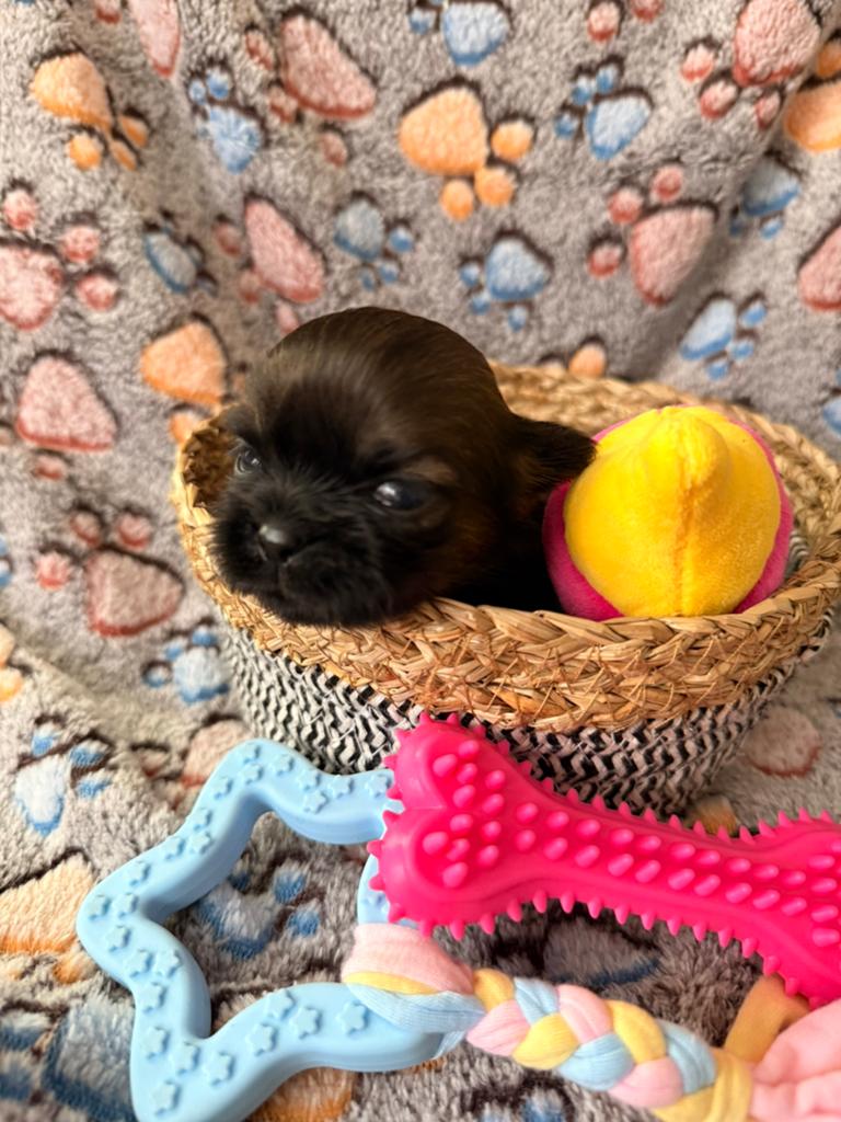Shihtzu 6 pups choco met livergen nog  4 reutjes, Overige rassen, 8 tot 15 weken, Parvo, Meerdere