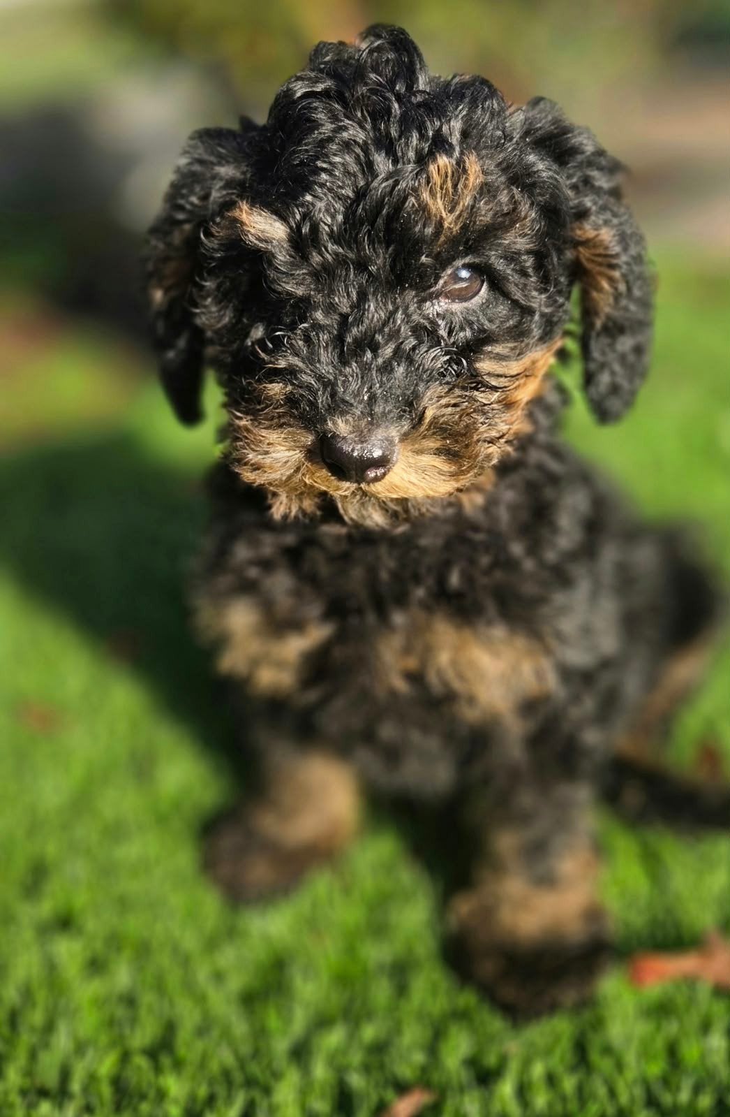 Te koop mooie Black and Tan  Dwergpoedel pup