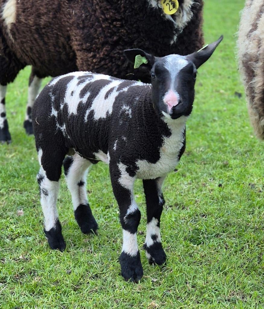 Bonte ram, Mannelijk, Schaap, 0 tot 2 jaar