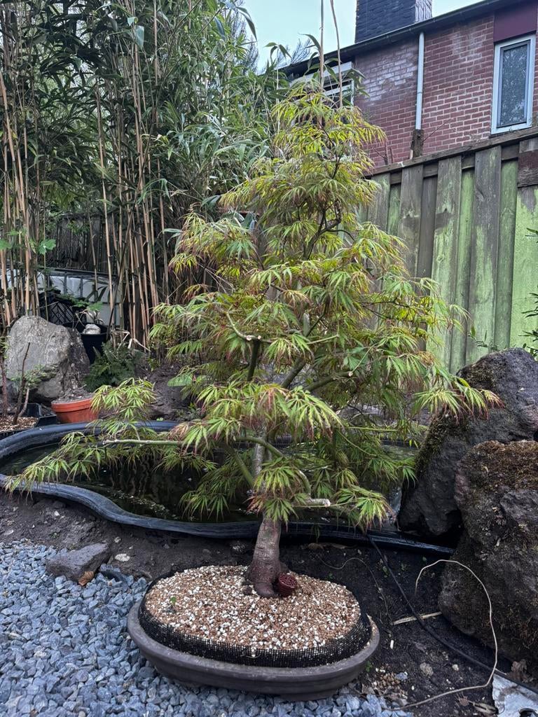 Bonsai Acer, Ophalen, Bloeit niet, Halfschaduw, Overige soorten