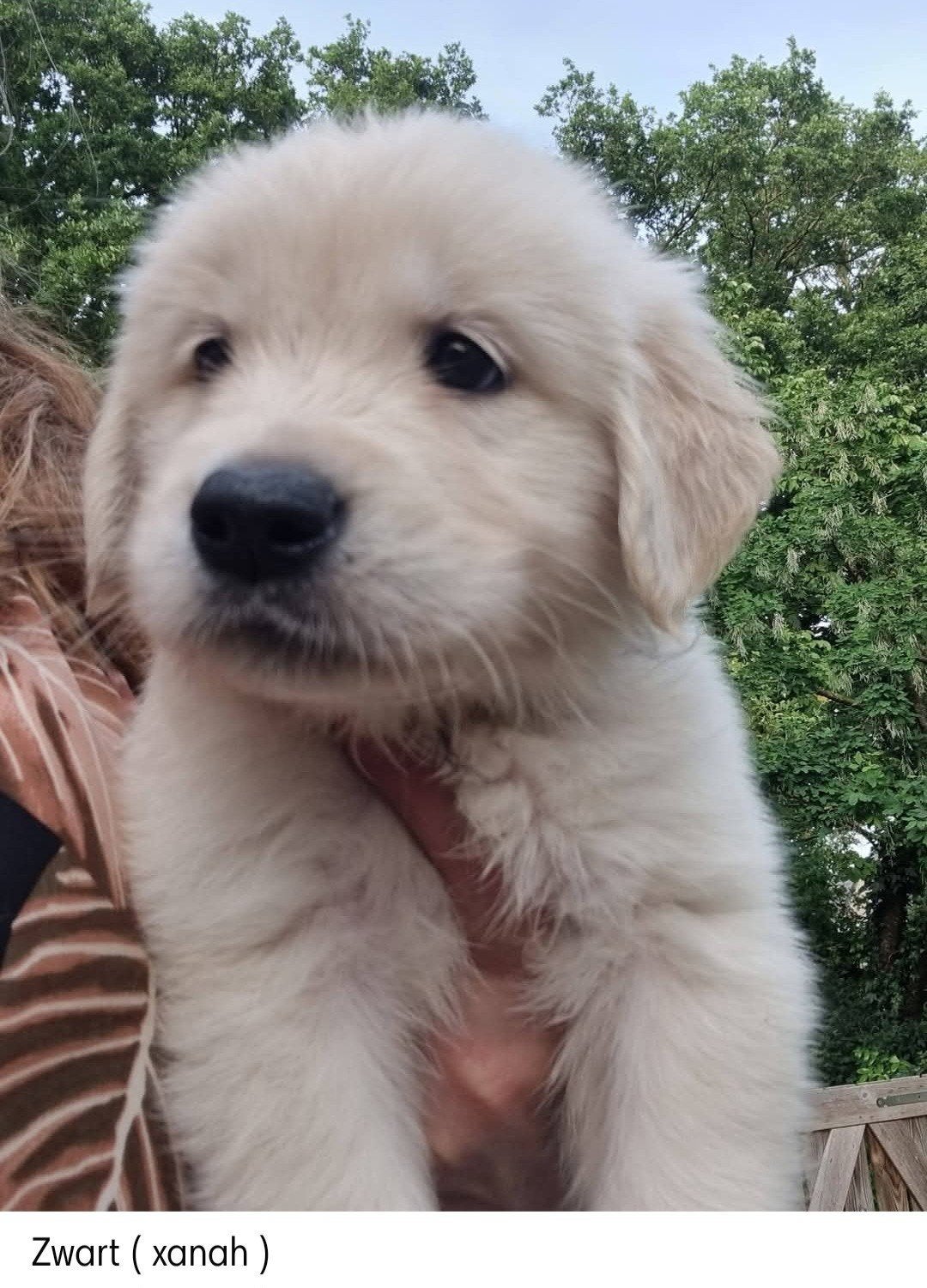 Golden retriever pups, Dieren en Toebehoren, 8 tot 15 weken, Meerdere, Meerdere dieren, Nederland