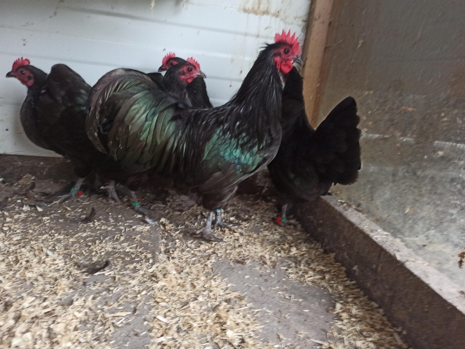 australorp kriel zwart1+3, Mannelijk, Kip