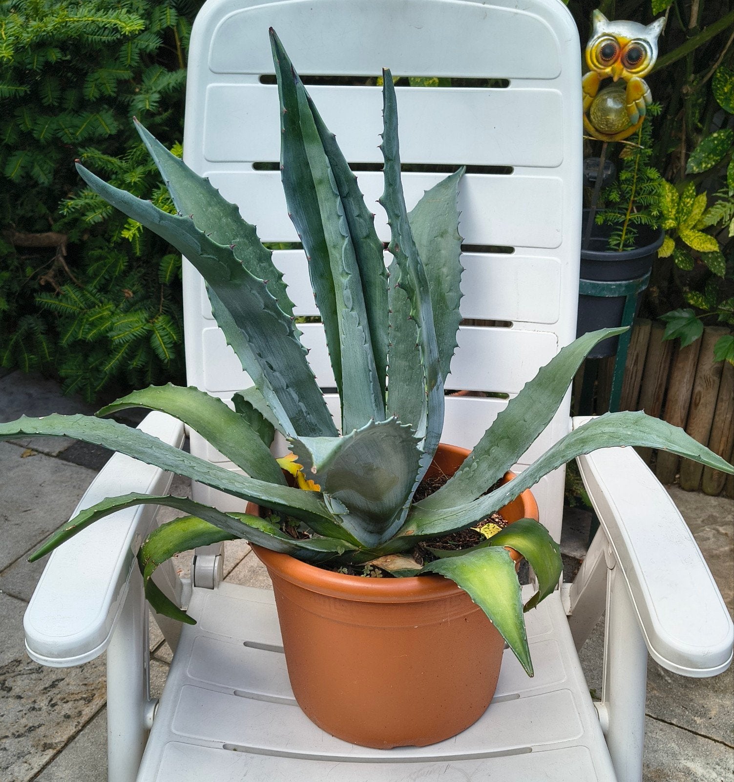 Grote Agave plant in pot - 70cm hoog, Tuin en Terras, Volle zon, Vaste plant, Bloeit niet, Ophalen
