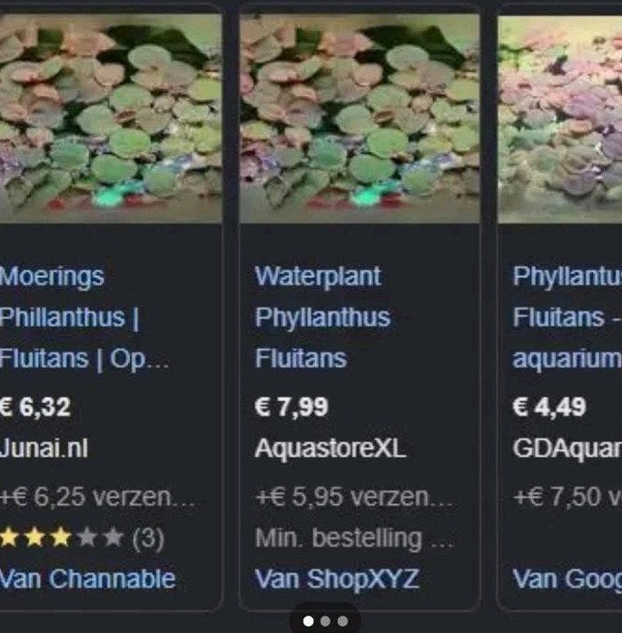 Te koop: gezonde porties Red Root Floater (Phyllanthus fluit