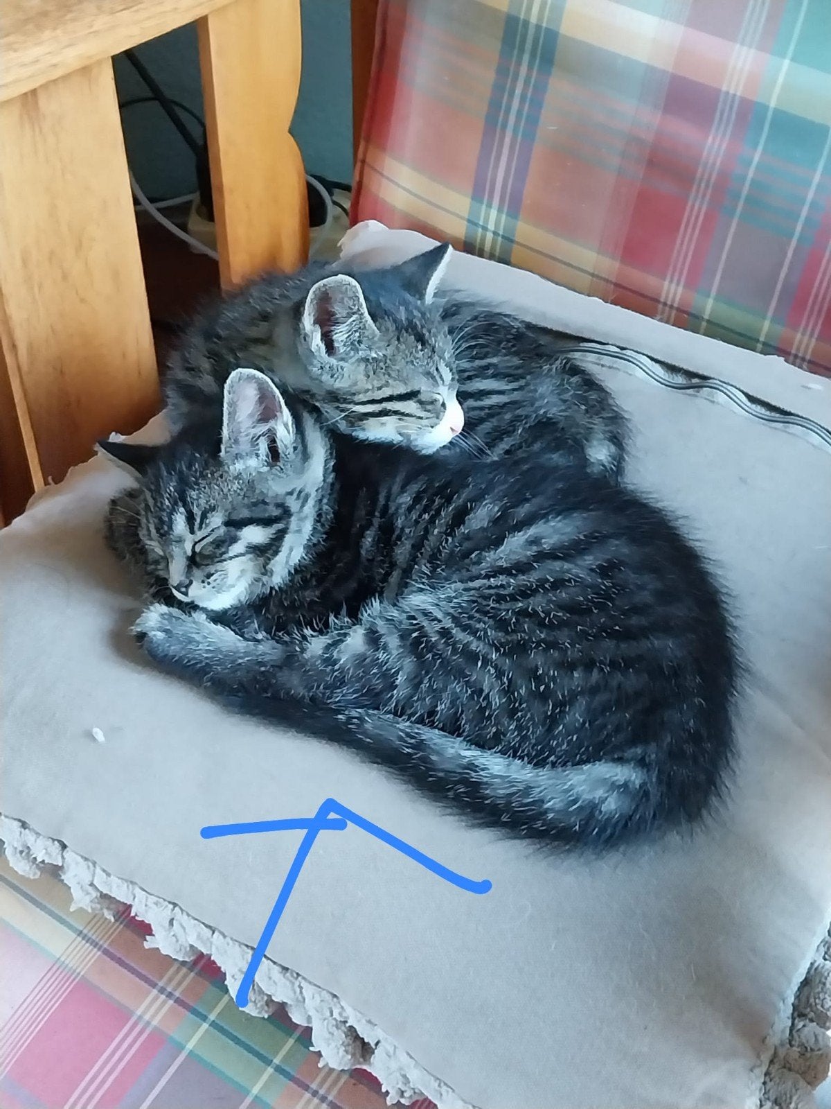 3 kittens., Dieren en Toebehoren, Meerdere dieren