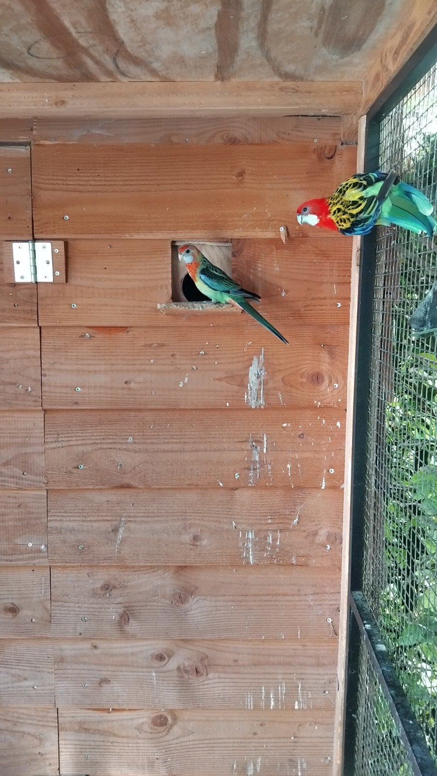 Prachtrossela's, Meerdere dieren, Parkiet