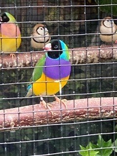 gouldamadine, Dieren en Toebehoren, Meerdere dieren, Tropenvogel, Geringd