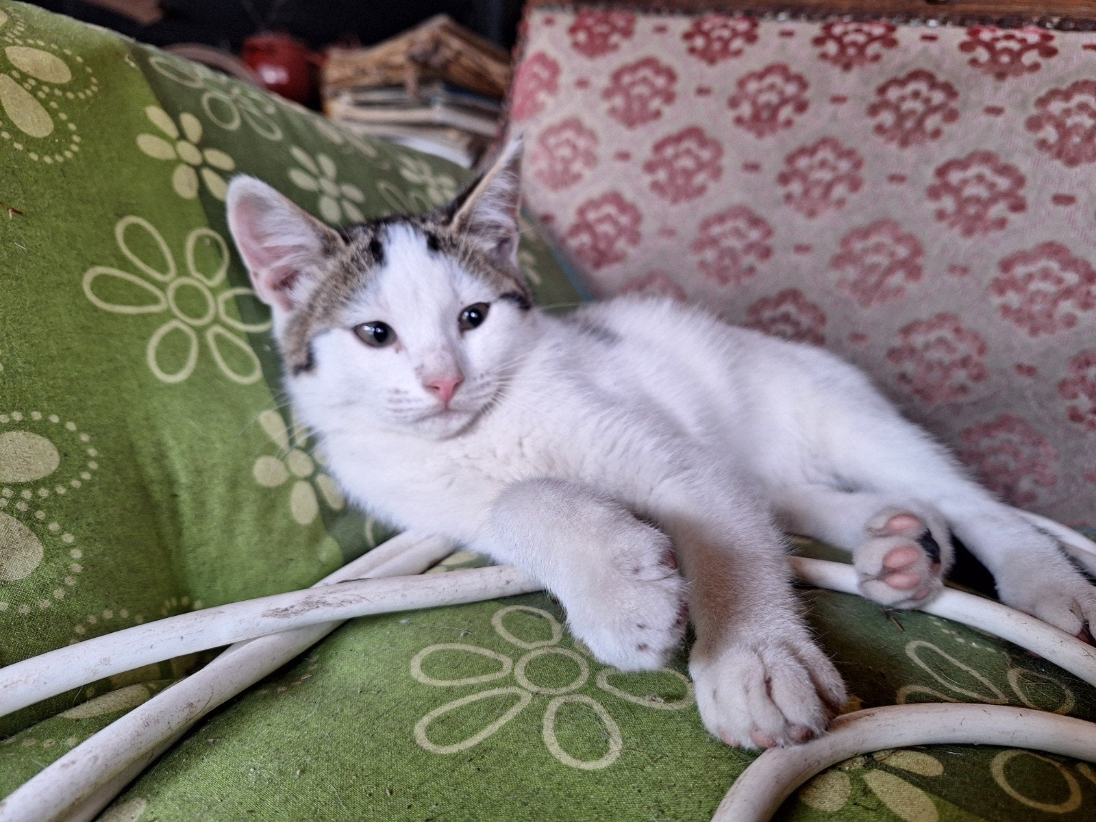 Kittens 3 maanden oud