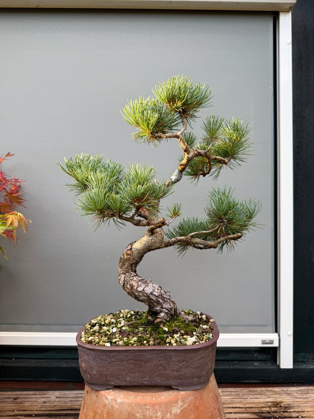 Japanse Witte Den Bonsai, Ophalen of Verzenden