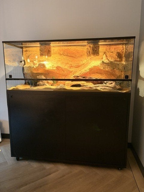 Twee Baardagamen incl terrarium, Dieren en Toebehoren, Reptielen en Amfibieën, Hagedis, 0 tot 2 jaar, Met terrarium, Tam