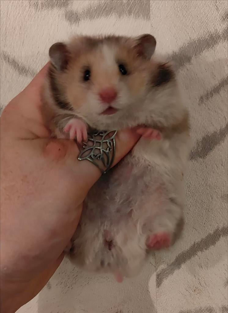 Jonge Syrische hamster/ goudhamsters Te Reserveren, Dieren en Toebehoren, Knaagdieren, Hamster, Maart, Vrouwelijk, Tam
