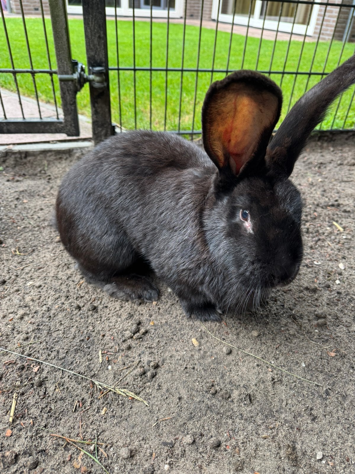 Te koop Groot Konijn voedster Vlaamsereus / Duitsereus, Dieren en Toebehoren, Vrouwelijk