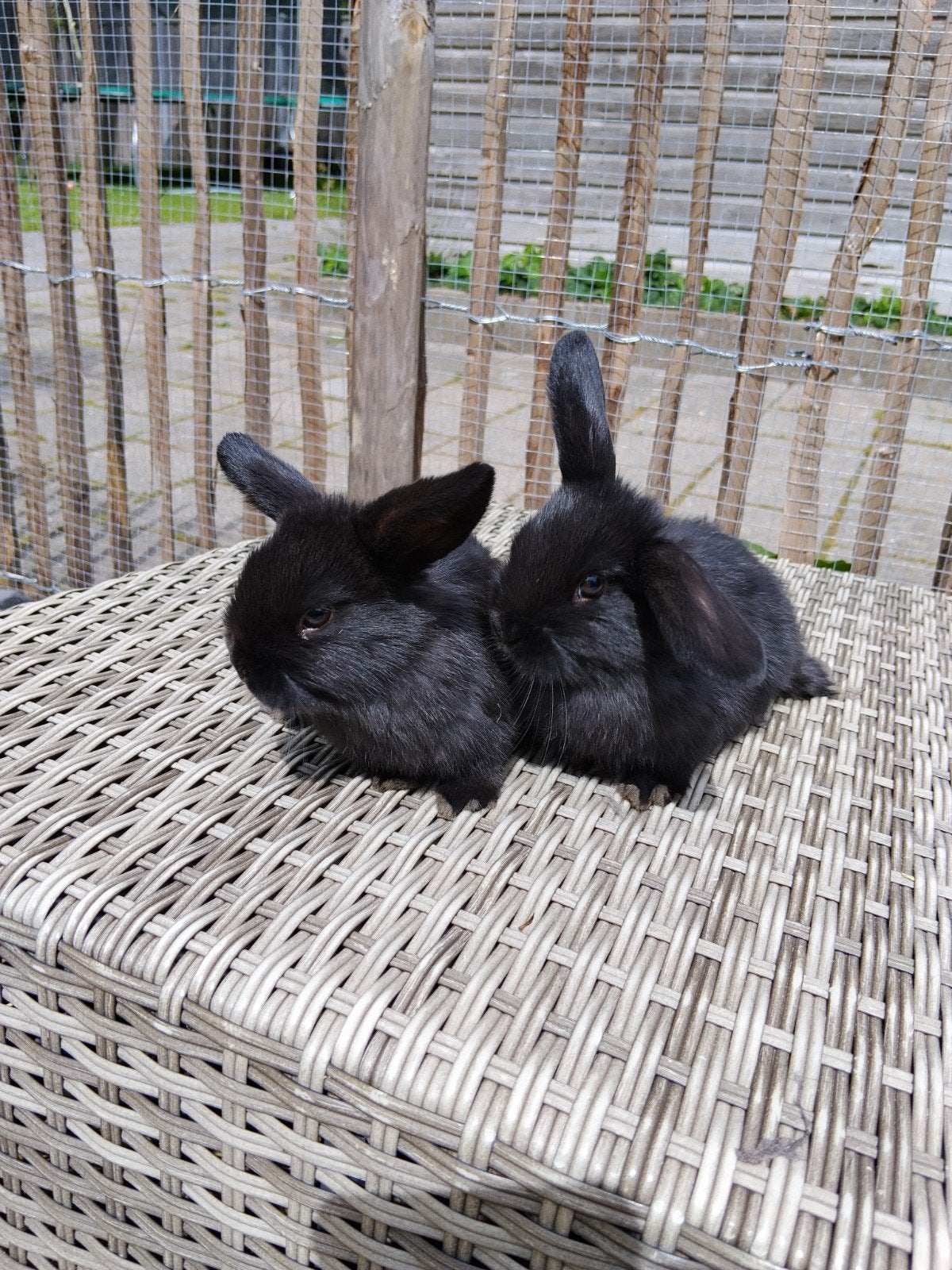 Super lieve baby NHD konijntjes broertjes, Dieren en Toebehoren, Mannelijk, Dwerg, Hangoor, 0 tot 2 jaar