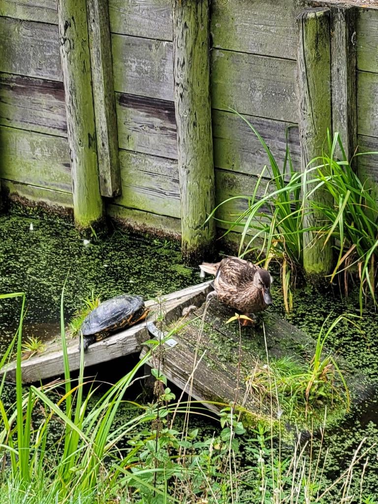 Waterschildpadden opvang ! Turtle - unknown for sale from A.H.